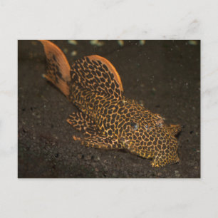 Carte Postale Peckoltia Compta