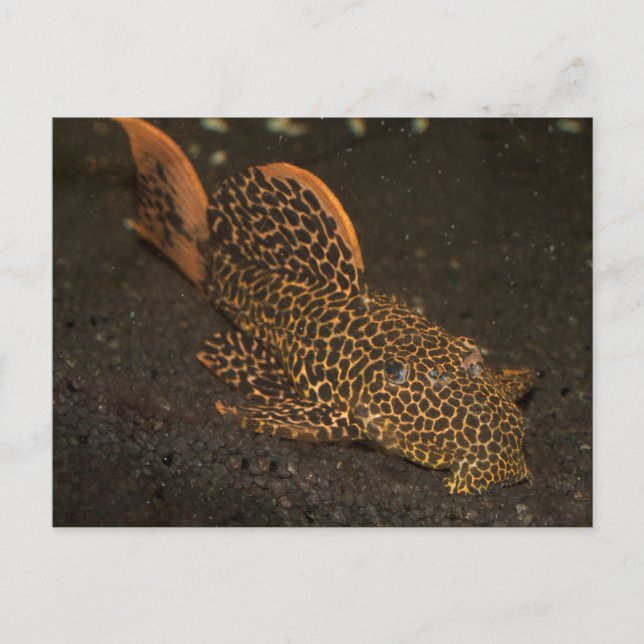 Carte Postale Peckoltia Compta (Devant)