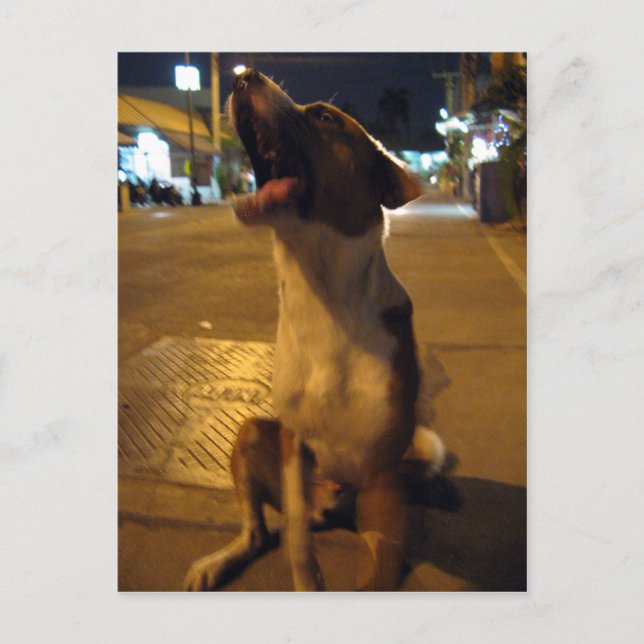 Carte Postale Pee Mai  ... Chien de rue, Thaïlande (Devant)