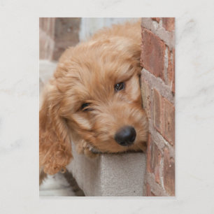 Carte Postale Peecing de Goldendoodle