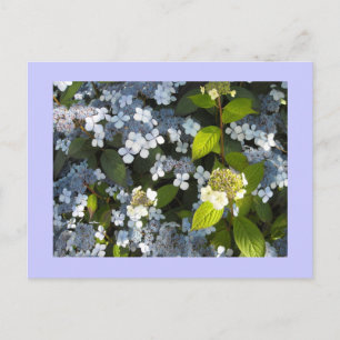 Carte Postale Peegee Hydrangea