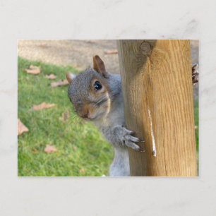 Carte Postale Peek-a-Boo !