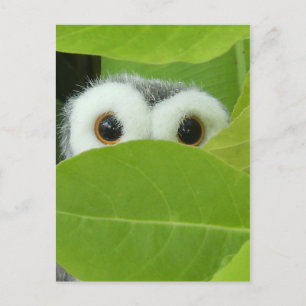 Carte Postale Peek-A-Boo