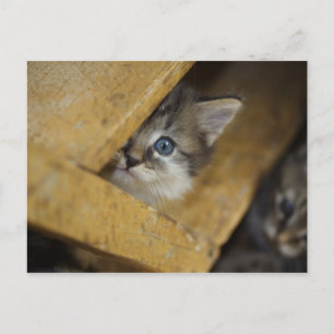 Carte Postale Peek-A-Boo
