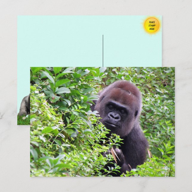 Carte postale Peek-A-Boo Gorilla (Devant / Derrière)
