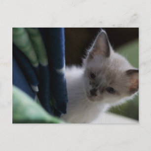 Carte postale Peek-a-Boo Kitten