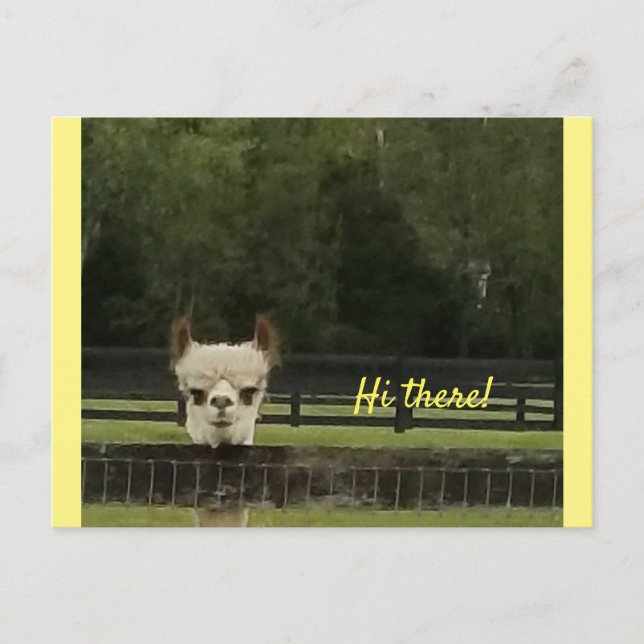 Carte Postale Peekaboo alpaca (Devant)