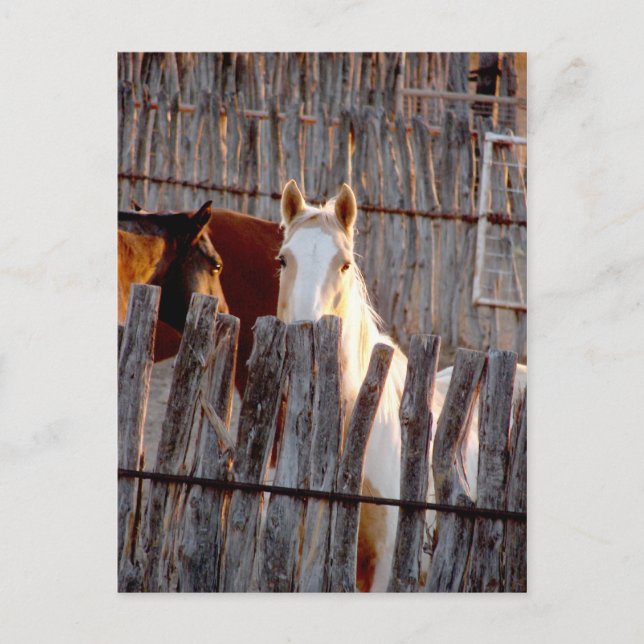 Carte Postale Peekaboo Paint (Devant)