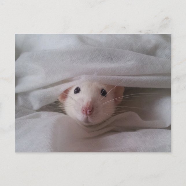 Carte postale Peekaboo Rat (Devant)