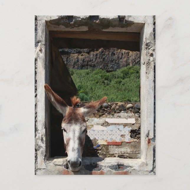 Carte Postale Peeking âne (Devant)