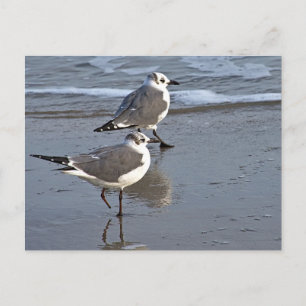Carte Postale Peggy the One Fooooed Sea Gull de Galveston, TX