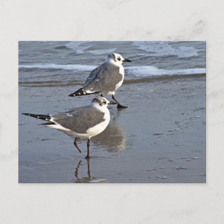Carte Postale Peggy the One Fooooed Sea Gull de Galveston, TX