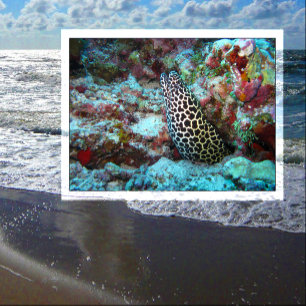 Carte Postale Peigne de miel Moray Eel Peeeout de Coral