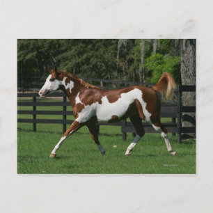 Carte Postale Peignez le cheval courant 1