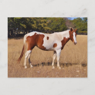 Carte Postale Peindre