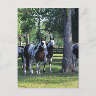 Carte Postale Peindre les chevaux dans les arbres
