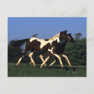 Carte Postale Peindre les oreilles en cours