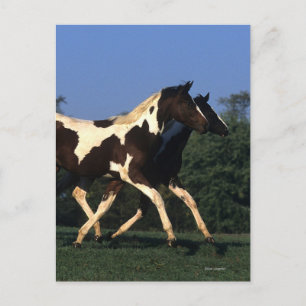 Carte Postale Peindre les oreilles en cours