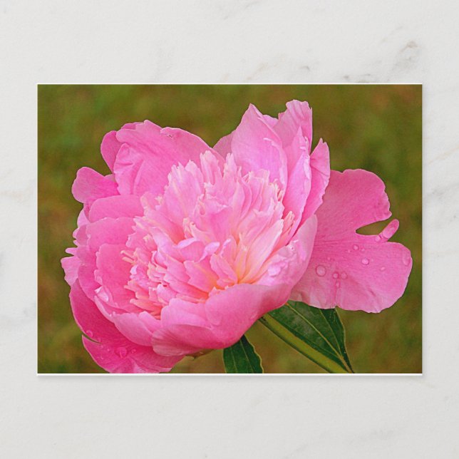 Carte Postale Peine rose pâle (Devant)