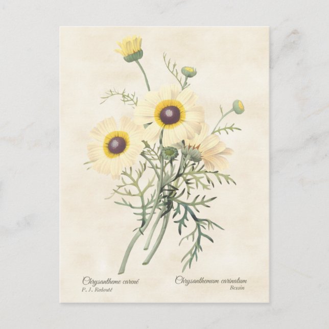 Carte Postale Peint Daisy Chrysanthemum Vintage Botanique (Devant)