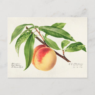 Carte Postale Peinture à base de fruits à la broche (Prunus Pers