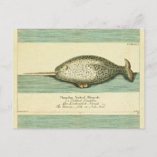 Carte Postale Peinture à l'aquarelle de baleine ancienne Narwhal