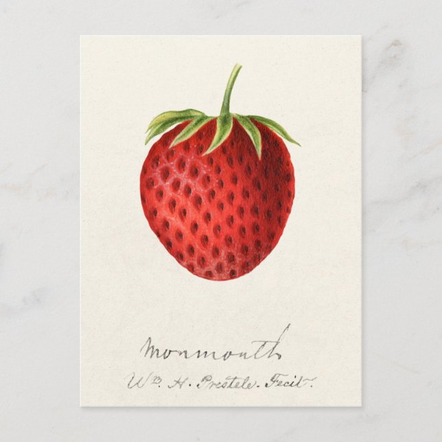 Carte Postale Peinture à l'aquarelle de fraise (Fragaria) (Devant)