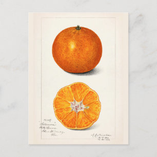 Carte Postale Peinture à l'aquarelle de fruits d'Orange (Citrus