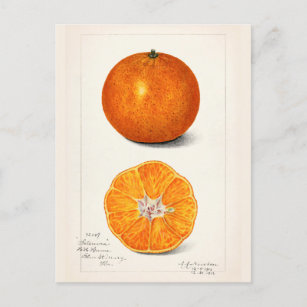Carte Postale Peinture à l'aquarelle de fruits d'Orange (Citrus 