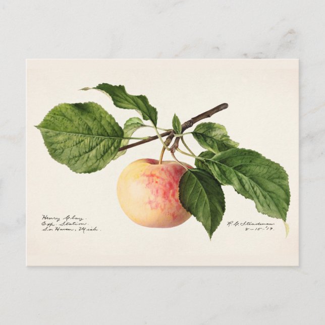 Carte Postale Peinture à l'aquarelle de fruits (Malus Domestica) (Devant)