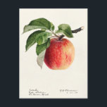 Carte Postale Peinture à l'aquarelle de fruits (Malus Domestica)<br><div class="desc">Apple (Malus Domestica) (1918) par Royal Charles Steadman.</div>