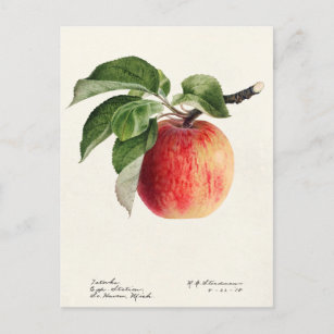 Carte Postale Peinture à l'aquarelle de fruits (Malus Domestica)