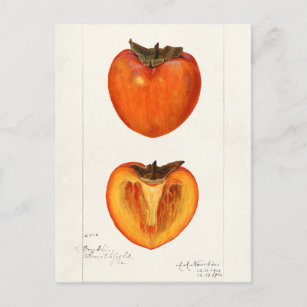 Carte Postale Peinture à l'aquarelle de fruits Persimmons