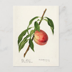 Carte Postale Peinture à l'aquarelle de fruits (Prunus Persica)