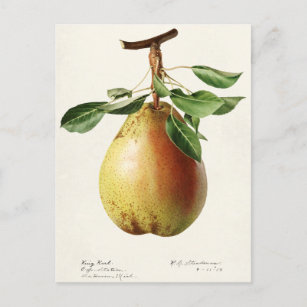 Carte Postale Peinture à l'aquarelle de fruits (Pyrus Communis)