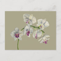 Peinture à l'aquarelle des orchidées