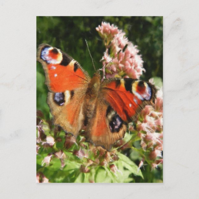 Carte Postale Peinture à l'huile de papillon (Devant)