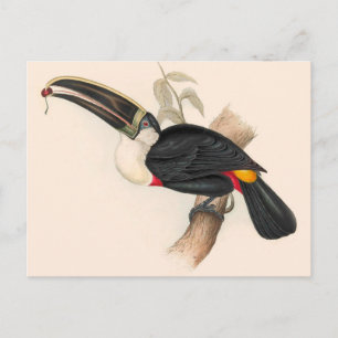 Carte Postale Peinture animalière d'antiquités Toucans