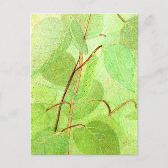 Carte postale Peinture Caterpillar (Devant)