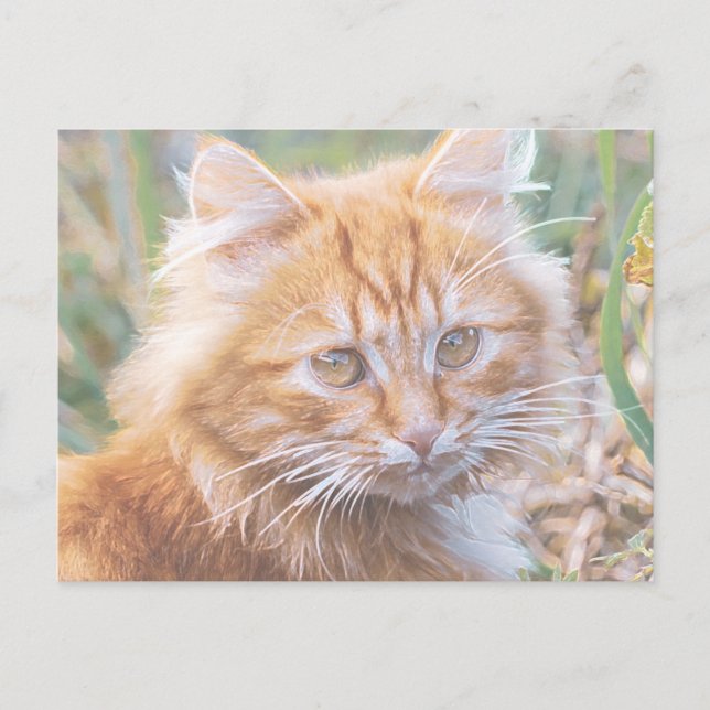 Carte Postale Peinture de chaton roux funky mignon (Devant)