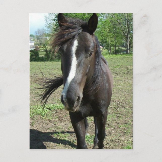 Carte Postale Peinture de cheval (Devant)