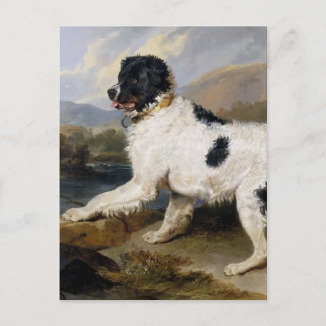 Carte Postale Peinture de chien de Terre-Neuve (Devant)