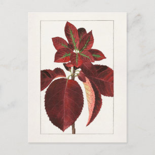 Carte Postale Peinture de Feuilles de chokecherry (Prunus virgin