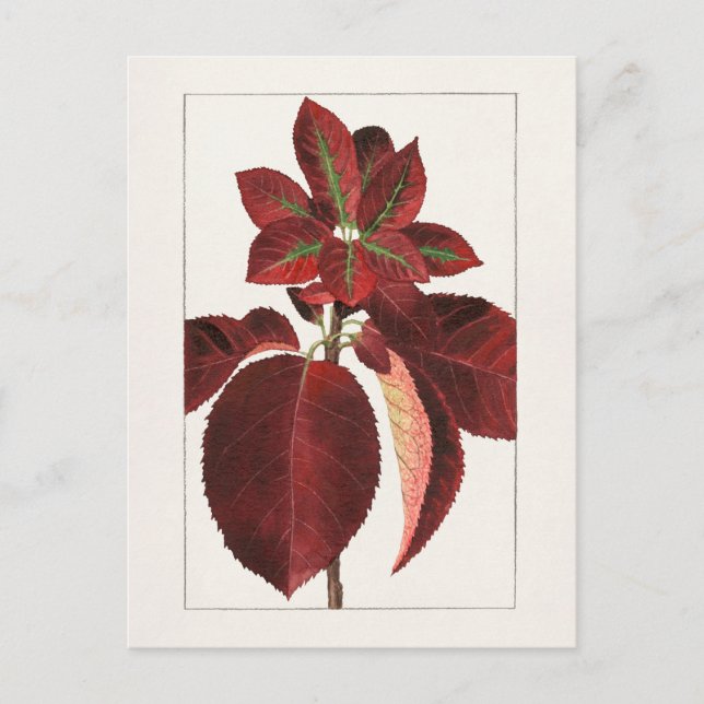 Carte Postale Peinture de Feuilles de chokecherry (Prunus virgin (Devant)