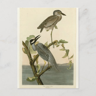 Carte Postale Peinture de héron jaune Vintage d'Audubon
