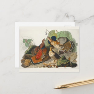 Carte Postale Peinture de la faune Audubon du Groupement rouillé