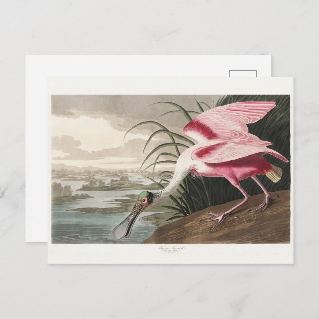 Carte Postale Peinture de la faune de l'audubon Spoonbill Roseat (Devant / Derrière)