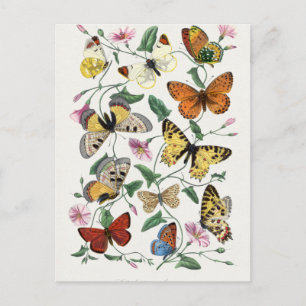Carte Postale Peinture de papillon et de mite. par Paul Gervais