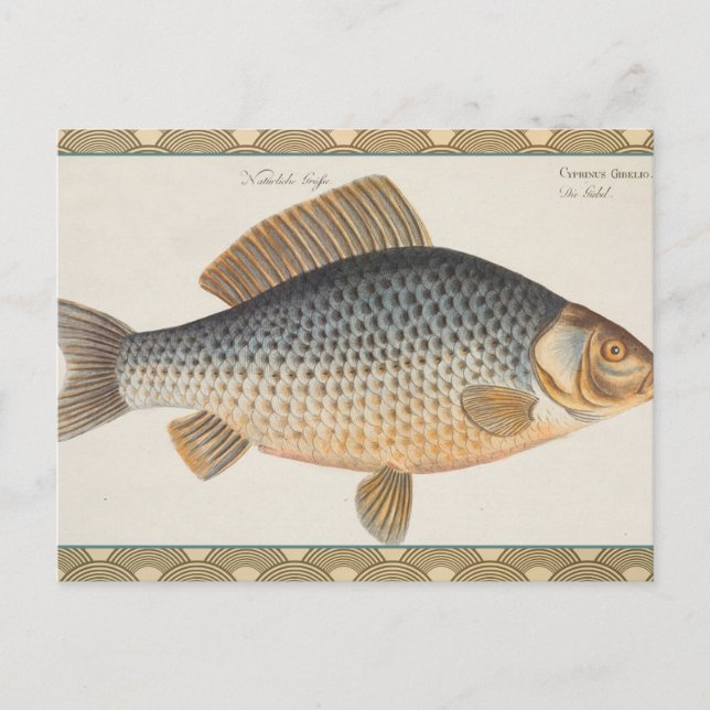 Carte Postale peinture de pêche de carpe dessin d'eau douce  (Devant)
