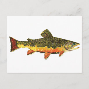 Carte Postale Peinture de poissons de truite broyée